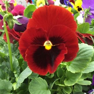 Meet your Posher, Taylor